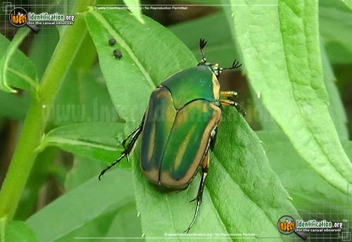 Thumbnail image #15 of the Green-June-Beetle