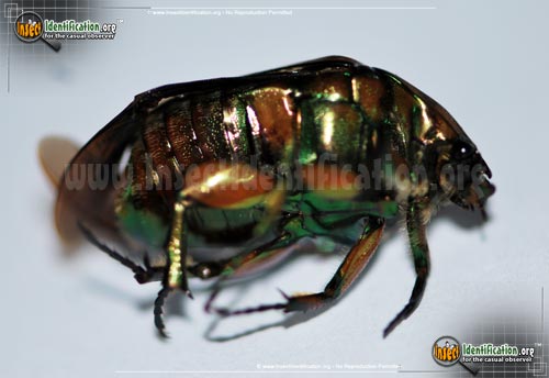 Thumbnail image #11 of the Green-June-Beetle