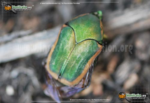Thumbnail image of the Green-June-Beetle