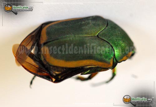 Thumbnail image #2 of the Green-June-Beetle