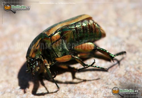 Thumbnail image #14 of the Green-June-Beetle