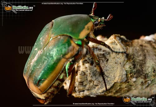 Thumbnail image #5 of the Green-June-Beetle