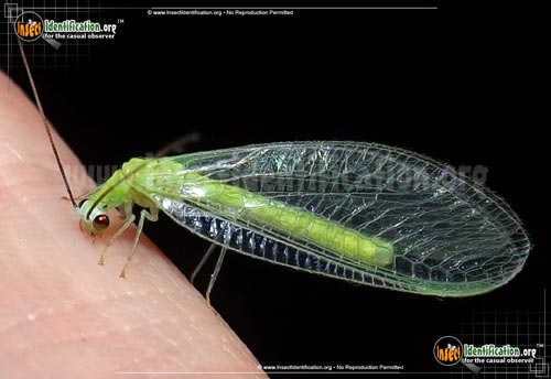 Thumbnail image of the Green-Lacewing
