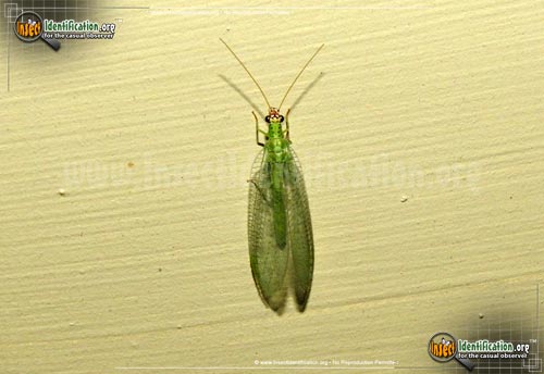 Thumbnail image #8 of the Green-Lacewing