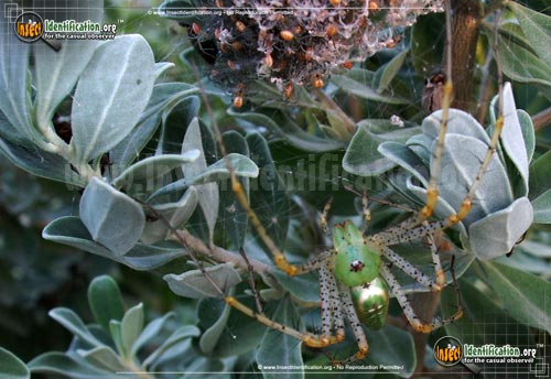 Thumbnail image #8 of the Green-Lynx-Spider