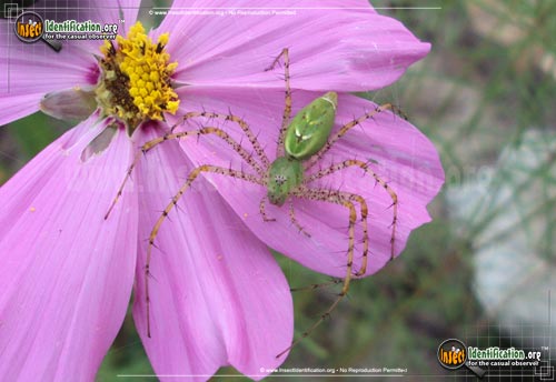 Thumbnail image #3 of the Green-Lynx-Spider