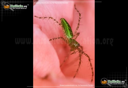 Thumbnail image #5 of the Green-Lynx-Spider