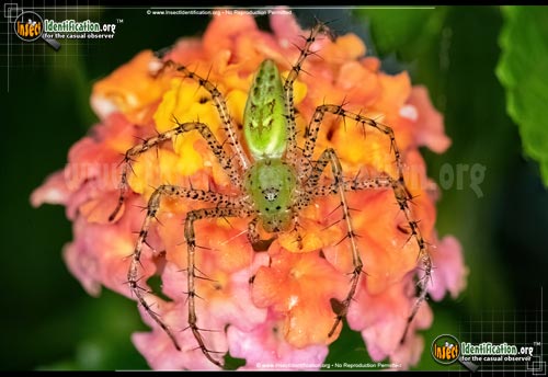 Thumbnail image of the Green-Lynx-Spider
