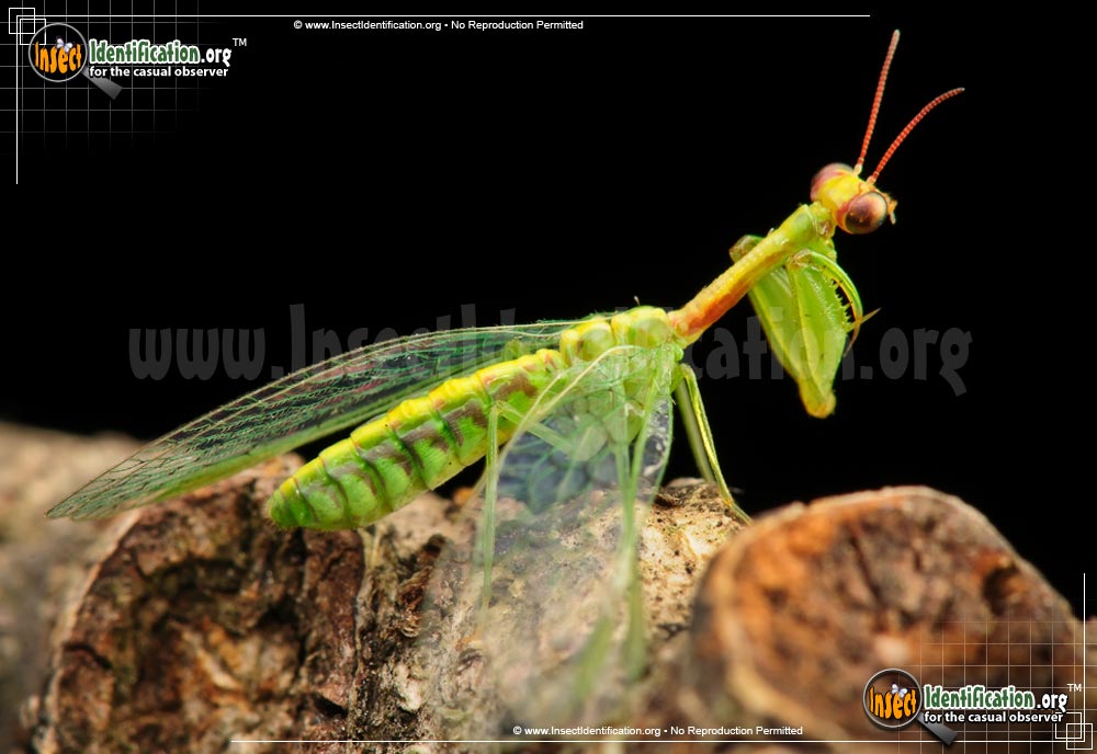 Thumbnail image of the Green-Mantisfly