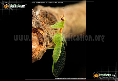 Thumbnail image #2 of the Green-Mantisfly