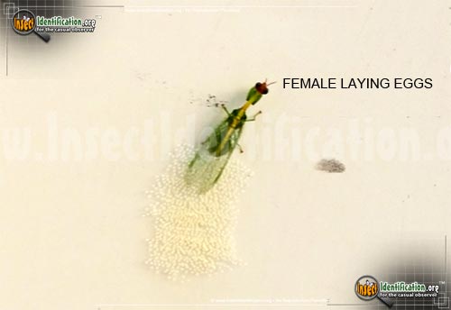 Thumbnail image #3 of the Green-Mantisfly