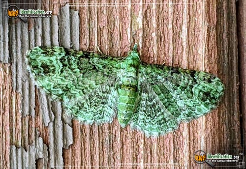 Thumbnail image of the Green-Pug-Moth