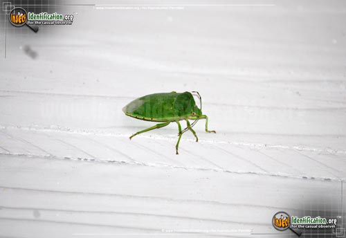 Thumbnail image #10 of the Green-Stink-Bug