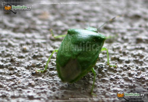 Thumbnail image #9 of the Green-Stink-Bug