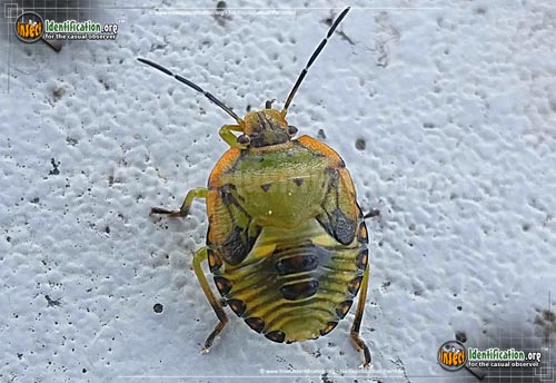 Thumbnail image #11 of the Green-Stink-Bug