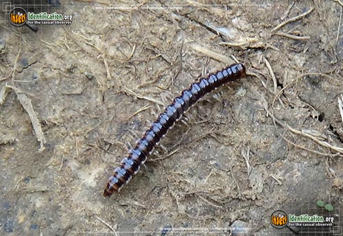 Thumbnail image of the Greenhouse-Millipede