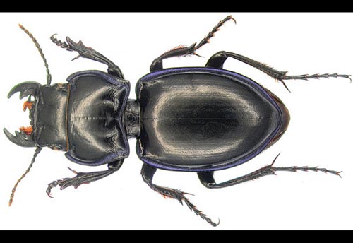 Thumbnail image of the Ground-Beetle-Pasimachus