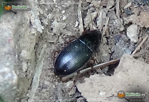 Thumbnail image of the Ground-Beetle-Poecilus-chalcites