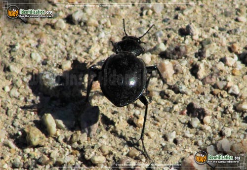 Thumbnail image of the Ground-Beetle