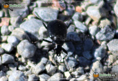 Thumbnail image #2 of the Ground-Beetle