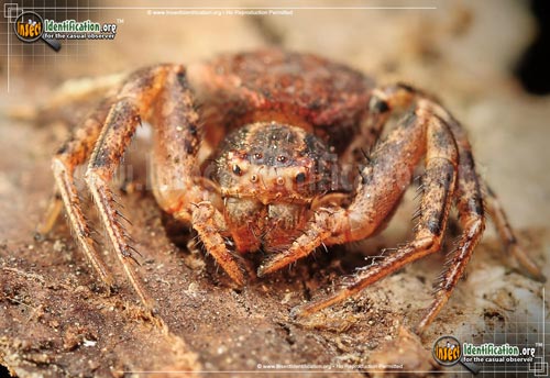 Thumbnail image #4 of the Ground-Crab-Spider