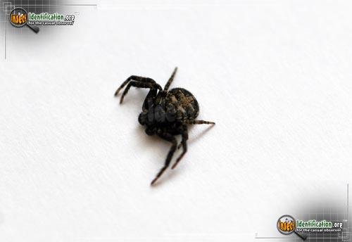 Thumbnail image #7 of the Ground-Crab-Spider
