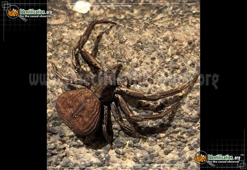 Thumbnail image #2 of the Ground-Crab-Spider