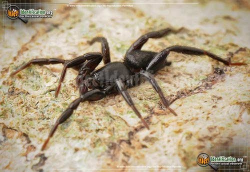 Thumbnail image #3 of the Ground-Spider