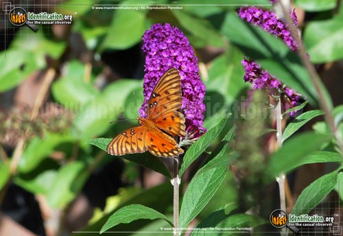 Thumbnail image #15 of the Gulf-Fritillary-Butterfly