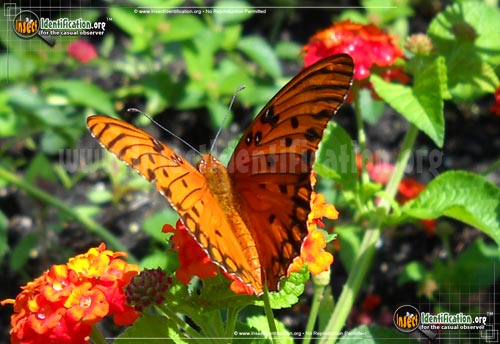 Thumbnail image #11 of the Gulf-Fritillary-Butterfly