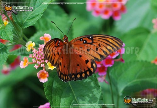 Thumbnail image #14 of the Gulf-Fritillary-Butterfly