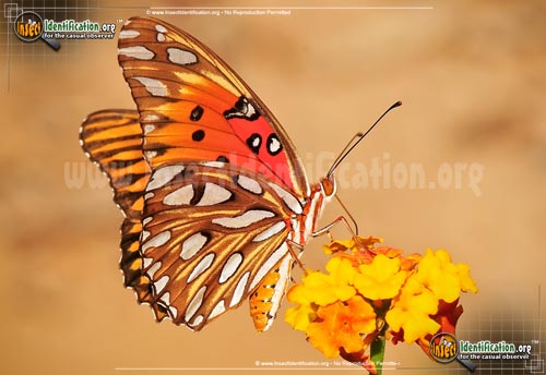 Thumbnail image of the Gulf-Fritillary-Butterfly