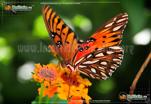 Thumbnail image #13 of the Gulf-Fritillary-Butterfly