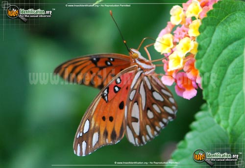 Thumbnail image #7 of the Gulf-Fritillary-Butterfly