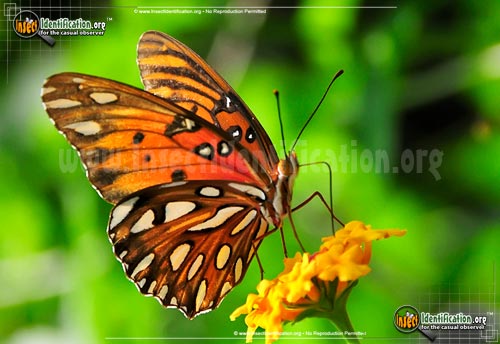 Thumbnail image #5 of the Gulf-Fritillary-Butterfly