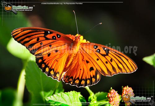 Thumbnail image #6 of the Gulf-Fritillary-Butterfly