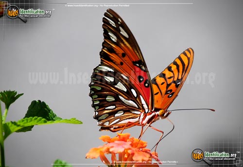 Thumbnail image #12 of the Gulf-Fritillary-Butterfly