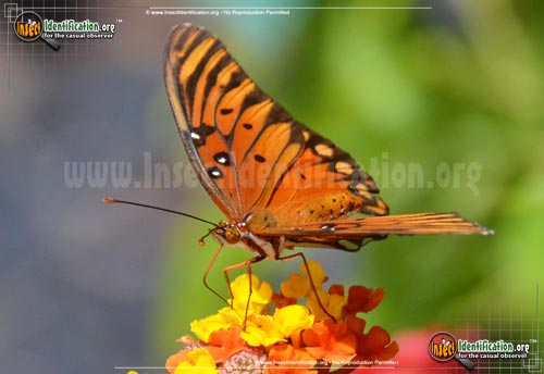Thumbnail image #9 of the Gulf-Fritillary-Butterfly