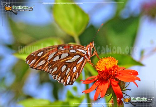 Thumbnail image #10 of the Gulf-Fritillary-Butterfly