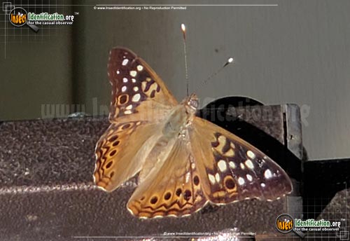 Thumbnail image #8 of the Hackberry-Emperor