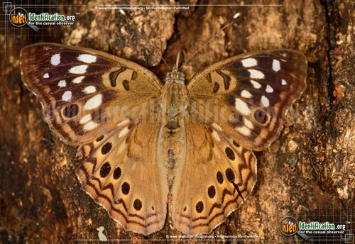 Thumbnail image #2 of the Hackberry-Emperor