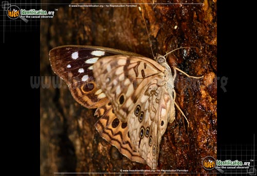 Thumbnail image #3 of the Hackberry-Emperor