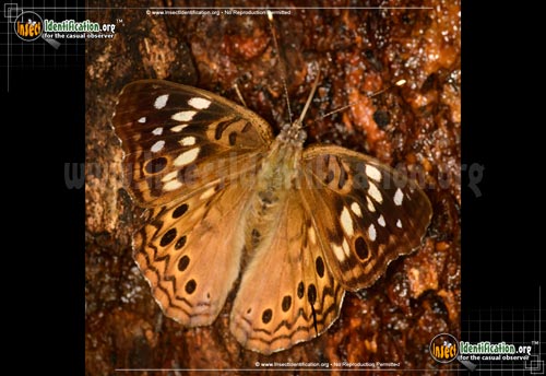 Thumbnail image #5 of the Hackberry-Emperor