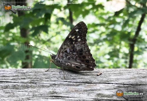 Thumbnail image #8 of the Hackberry-Emperor