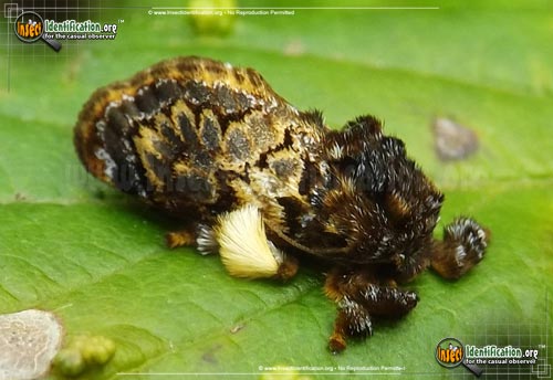 Thumbnail image of the Hag-Moth