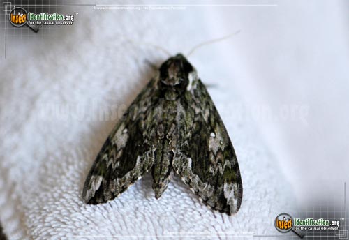 Thumbnail image of the Hagens-Sphinx- Moth