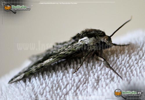 Thumbnail image #3 of the Hagens-Sphinx- Moth