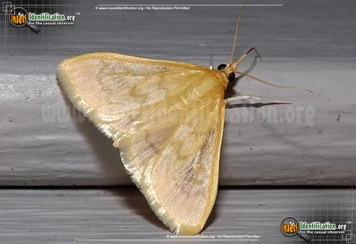 Thumbnail image of the Hahncappsia-Moth