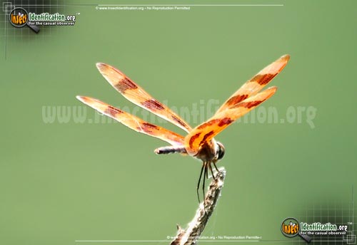 Thumbnail image #3 of the Halloween-Pennant