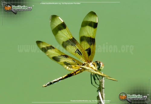 Thumbnail image #5 of the Halloween-Pennant